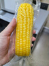 华田禾邦【大棒6根】东北黄糯玉米2.4~3斤 新鲜甜黏玉米粒 早餐苞米 烧烤 实拍图