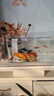 森森 小鲤鱼缸过滤器净水循环三合一内置水族箱过滤系统XQP-500F 6W 实拍图