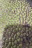 京鲜生 海南菠萝蜜 18-22斤 净重18斤 生鲜水果 源头直发 实拍图