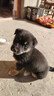 混血德牧幼犬活体德系牧羊犬黑背德国牧羊犬宠物狗狗看家护院 宠物级 德牧幼犬 公 晒单实拍图