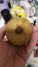 京觅福建红心芭乐 番石榴 应季 低糖孕妇水果 单果150g 净重3斤装 实拍图