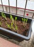 德沃多霍伦种菜花盆大号(黑色)*2家庭育苗盆长方形种植多肉箱阳台种菜箱 实拍图