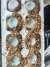 鸭蛋新鲜生鸭蛋60-70g土鸭蛋农家散养青皮白皮生鲜食品超市批发 10枚 实拍图