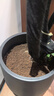 史丹利营养土养花通用型家用多肉兰花专用土泥炭土壤种植土花土10L 实拍图