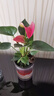 红掌盆栽白粉掌一帆风顺带花特大号花卉室内客厅面水培植物好养 约30cm粉掌-U型玻璃 带盆栽好 实拍图