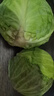 京鲜生山东新鲜绿甘蓝净重3斤单果200g+卷心菜甘蓝新鲜蔬菜 源头直发 实拍图