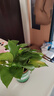双盟绿萝盆栽除甲醛花卉绿植办公室新房净化空气 120款10盆源头直发 实拍图