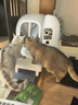 小佩智能全自动猫砂盆可视猫厕所MAX PRO2电动铲屎一键换砂开放式隔臭 实拍图