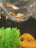 疯狂水草孔雀鱼活体水族宠物观赏鱼冷水耐活小型热带鱼淡水鱼苗 【3CM左右】精品孔雀鱼A 共8条 实拍图