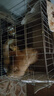 欢刻狗笼小中大型犬狗笼子猫笼带厕所加粗折叠宠物笼子柯基笼幼犬狗笼 白色加粗狗笼71*50*60【25斤内】 实拍图