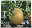 京鲜生 黄金哈密瓜 3-4粒  净重12斤 单果3斤起 生鲜水果礼盒 实拍图