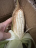 顾果鲜广西白糯牛奶玉米9斤新鲜现摘黏粘棒子带皮生苞米甜嫩农家自种 5斤 实拍图