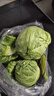 高原夏菜新鲜包菜卷心菜绿甘南菜甘蓝圆白菜时令蔬菜健康营养早餐 1.5斤-2斤高端标准菜 实拍图