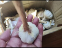 山东金乡鱼台大蒜农家自种干蒜新鲜蔬菜紫皮批发多瓣祘头当季 精品大蒜【带箱2斤】 实拍图
