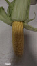 佳农宝菜山东新鲜水果甜玉米约3-4根装净重3斤当季现摘源头直发 实拍图