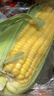 【炖煮季】黄粒甜玉米约800g 实拍图