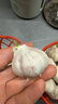 食尚半岛山东金乡鱼台大蒜农家自种干蒜新鲜蔬菜紫皮批发多瓣祘头当季 【中果】精品大蒜5斤 实拍图