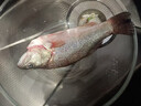 鲜活冲浪河鲈鱼400-500g/条 实拍图