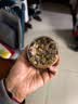 姚朵朵党参100g/罐 甘肃原产党参切段切块磨粉煲汤泡水非中药材 实拍图