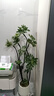 叹为观止大型植物发财树各种大颗盆栽开业乔迁客厅办公室内好养大型花卉 造型鸭脚木【1.4-1.6米】 含盆 实拍图