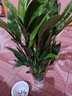 【热销款】白掌一帆风顺盆栽水培植物室内花绿植红掌发财树吸甲醛 【店主推荐】特级白掌6-8株带花+早安盆+营养液 实拍图
