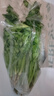 带根香菜100g 实拍图