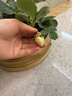 滨淇草莓苗奶油草莓四季草莓当年结果 套装带盆带土2棵苗源头直发 实拍图
