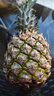 广东徐闻香水菠萝新鲜水果生鲜热带孕妇水果整箱包邮 【限时低价】1个装  单果650g起 实拍图
