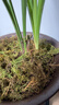 星雨香 兰花苗 名贵 浓香型 春剑 春兰   一杆多花 红颜 秋带花 精品2苗连体 实拍图