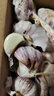 食尚半岛山东金乡鱼台大蒜农家自种干蒜新鲜蔬菜紫皮批发多瓣祘头当季 【中果】精品大蒜2斤 实拍图