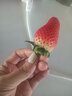 樱鲜多地次日达顺丰JD丹东99红颜牛奶奶油甜草莓新鲜水果年货送礼盒装 3盒 甄选果【45枚】单果18-26g 实拍图