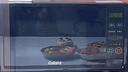 格兰仕（Galanz）一级能效变频家用微波炉20L平板易清洁一键解冻简易操作DB1 实拍图