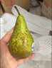 京鲜生 荷兰啤梨7斤礼盒装软糯香甜 单果130g-170g 源头直发 一件包邮 实拍图