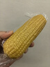 京鲜生东北黄玉米棒200g×8棒25年新玉米 真空黏玉米 多种包装 源头直发 实拍图