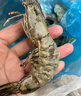 良满鲜福建漳州活冻大号黑虎虾 无冰净重2斤30-40只/盒海鲜大虾家庭聚餐 实拍图