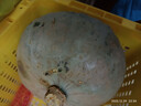 京鲜生 新疆银板栗南瓜 净重4.5斤起1-2粒装新鲜蔬菜 粉面甜装源头直发 实拍图