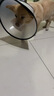 欢宠网伊丽莎白圈狗狗宠物狗绝育软项圈头套脖套防舔防咬加深脖圈大型犬 实拍图