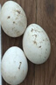 百世富泽（BAISHIFUZE）【百世富泽】黄河滩大鹅蛋新鲜正宗土鹅蛋农家自养孕妇超大鹅蛋 12枚115-130克 实拍图