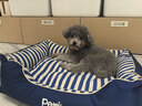 主子家 狗窝猫窝 小型中型犬泰迪狗床狗垫子 四季防水可拆洗车载宠物窝 海军条纹-深蓝 M（ 58*45*20）15内斤宠物 实拍图
