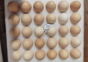 温氏供港鲜鸡蛋40枚/4斤家庭装 谷物喂养 无抗生素  牛奶早餐生鲜食材 实拍图
