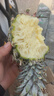 广东徐闻香水菠萝新鲜水果生鲜热带孕妇水果整箱包邮 【限时低价】1个装  单果650g起 实拍图