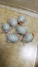 【热销百万单】正宗咸鸭蛋50g/枚饱满流油生鲜超市早餐新鲜即食 6枚 实拍图