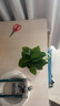 特价绿萝盆栽室内客厅办公室吸甲醛净化空气水培植物绿植花卉好养 【1盆】绿萝+早安吸水盆 整体含盆高度20-25cm 实拍图