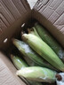 顾果鲜广西白糯牛奶玉米9斤新鲜现摘黏粘棒子带皮生苞米甜嫩农家自种 5斤 实拍图