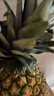 佳农 黑钻菠萝1粒装 巨无霸 菲律宾凤梨 净重3.6斤 生鲜水果 包邮 实拍图
