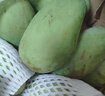 粤品【青芒果】酸芒果生吃广西酸嘢新鲜水果海南象牙生芒果腌制酸脆果 生芒果5斤-送调料 实拍图