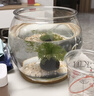 桌面鱼缸家用透明耐摔客厅办公室桌面金鱼水培绿植小型生态造景缸 大号  桌面生态鱼缸 实拍图