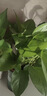 双盟绿萝盆栽除甲醛花卉绿植办公室新房净化空气 120款10盆源头直发 实拍图