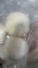 悦味纪 手工老面馒头640g*2包 12个 绿色食品 山东戗面千层馒头速食 实拍图