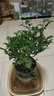 开时果 正宗清香胡椒木盆栽老桩树苗 室内桌面植物苗防驱蚊草小绿植盆景 【6年大苗】清香胡椒木+原土发货 实拍图